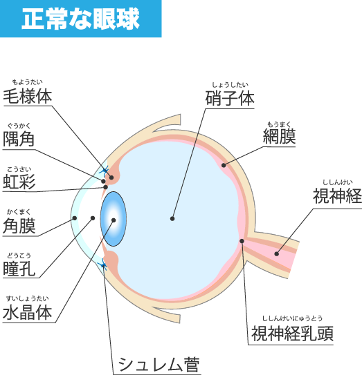 正常な眼球